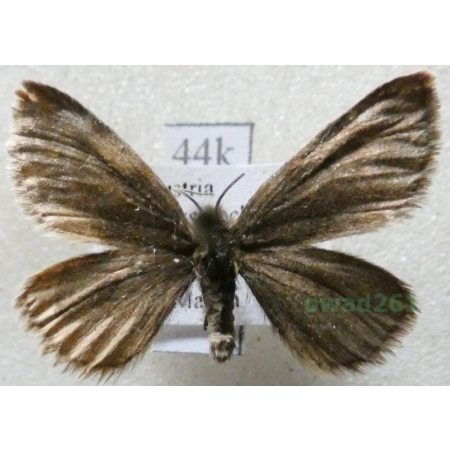 Psodos coracina (Esper, 1805) Austria44k